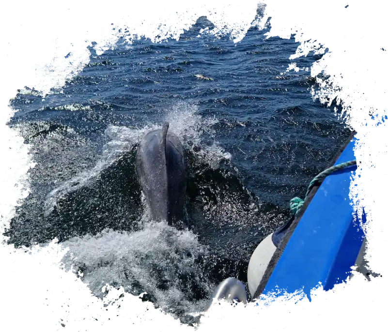 dolphins