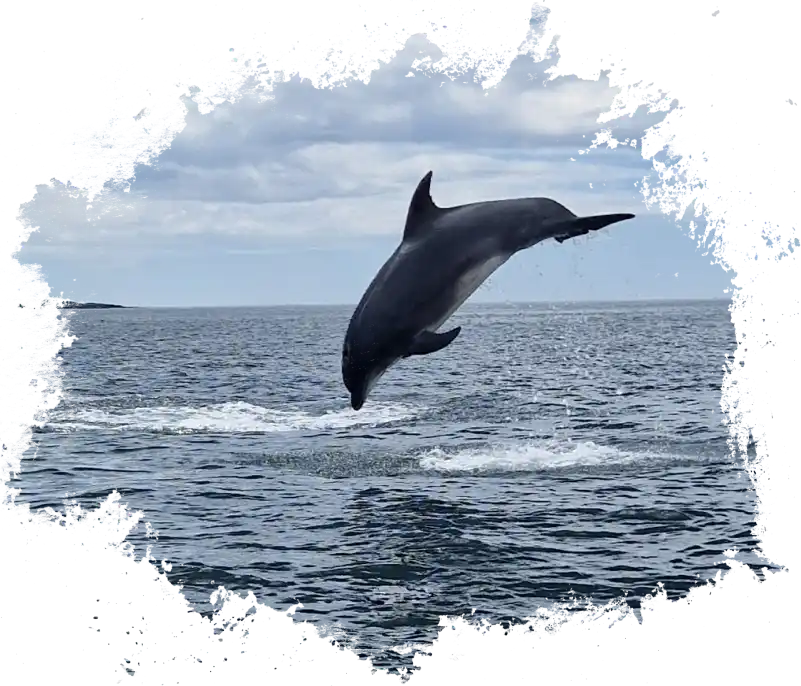 dolphins