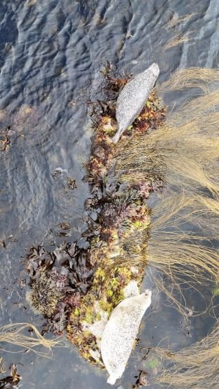 These dudes are just chilling in the sunshine today😁⛵️🦭🐚🦭
#roundstonebayandisland #roundstone #sealife #seals #seal #dronephotography #connemara #galway #galwaybeaches #galwayireland #coastalliving #boattour #boattrip #islandhopping #nature #outdoorslover #outdoorslifestyle #amazingcreatures #animalsinthewild #naturalhabitat #kelp #kelpforest #closeup